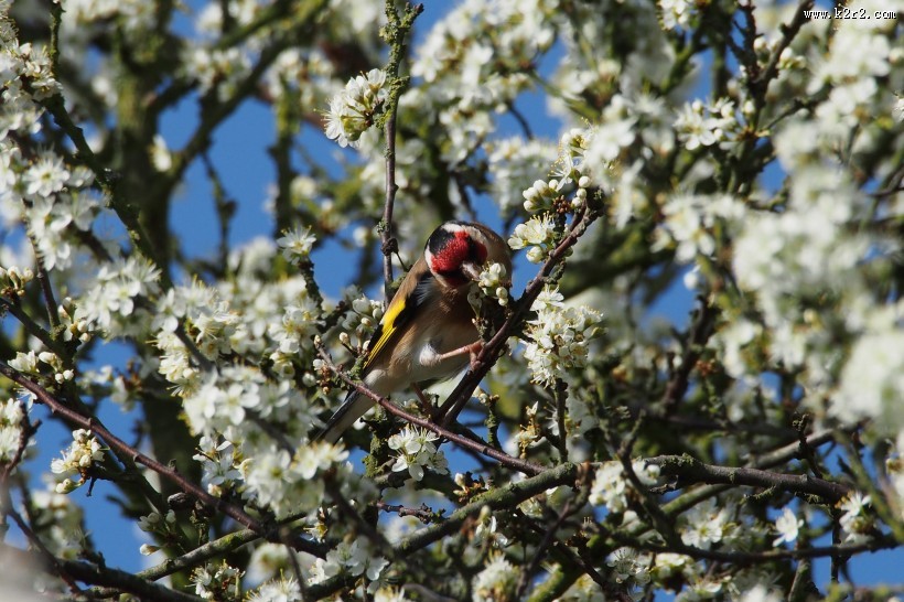 红额金翅雀图片