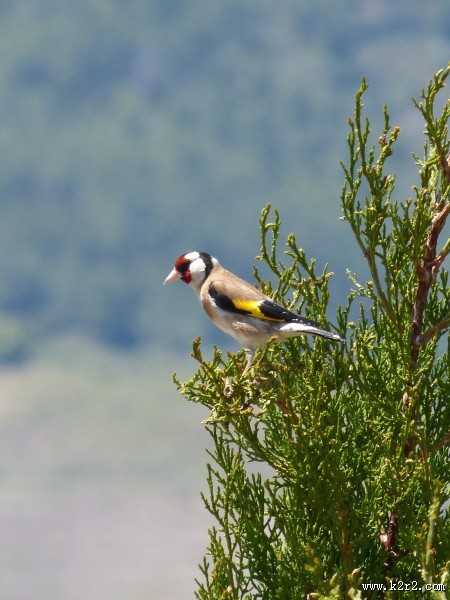 红额金翅雀图片
