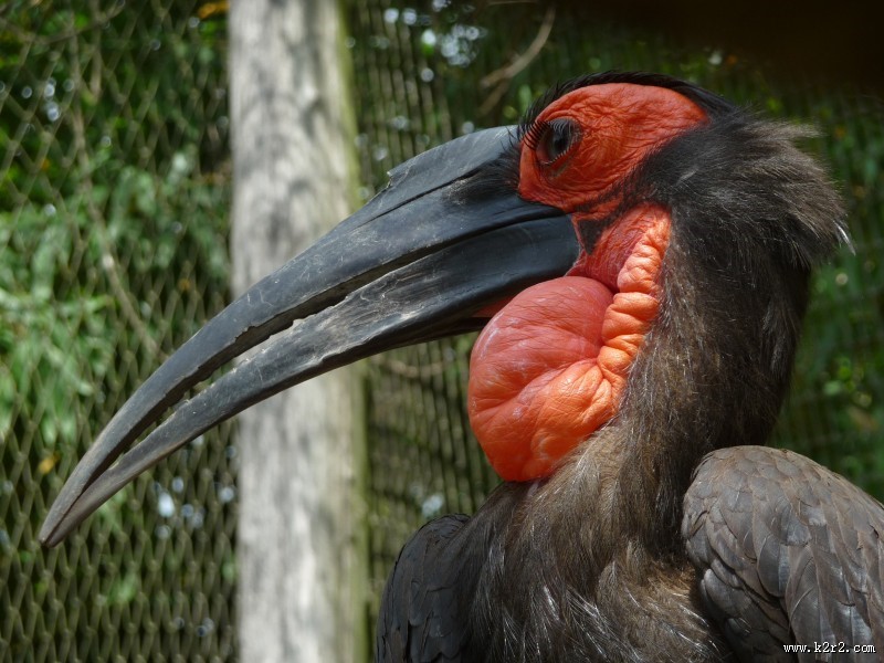 奇特珍贵的犀鸟图片
