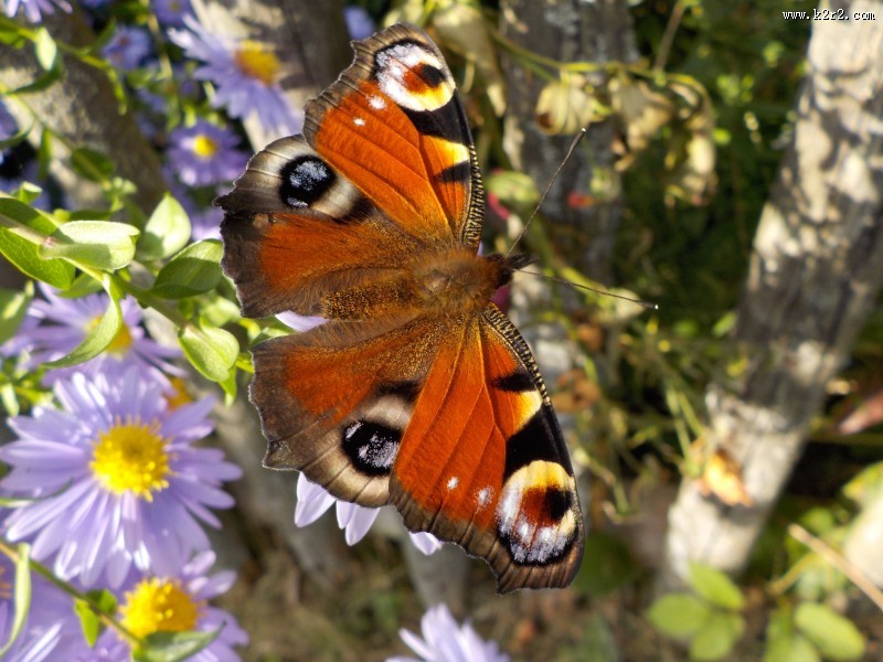 蝴蝶界的孔雀——孔雀蛱蝶图片大全