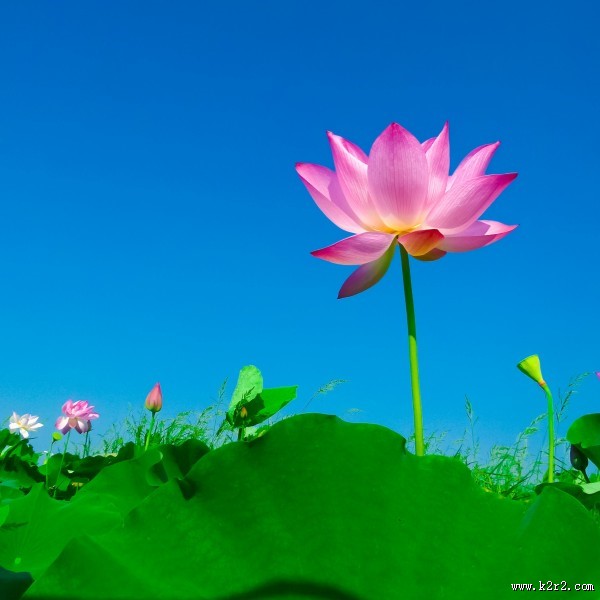 清新淡雅的荷花图片