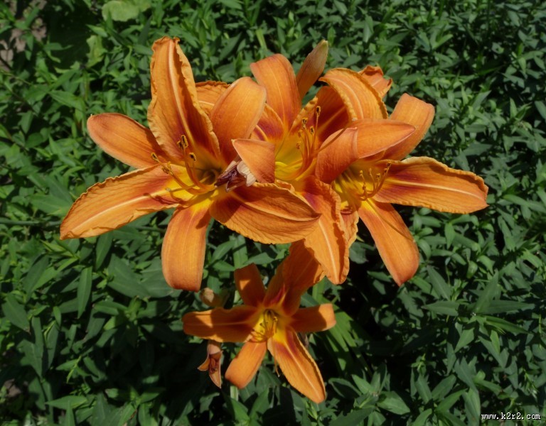 萱草花特写图片大全