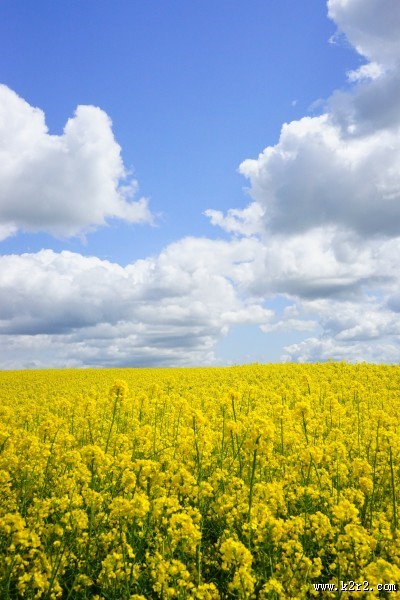 一片金黄色的油菜花田图片大全