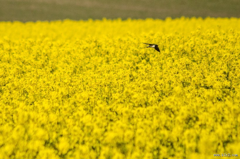 一片金黄色的油菜花田图片大全