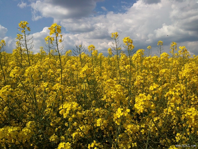 一片金黄色的油菜花田图片大全