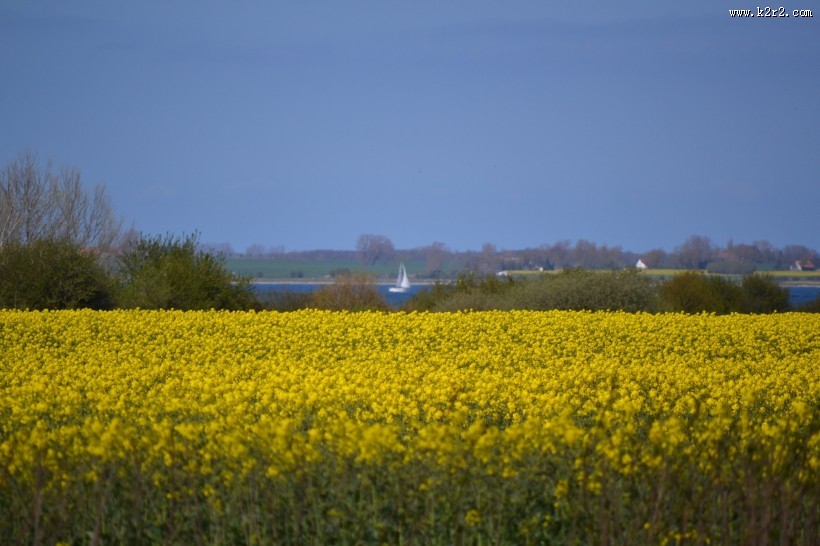 一片金黄色的油菜花田图片大全
