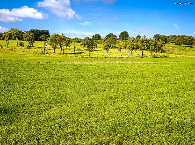 一片金黄色的油菜花田图片大全