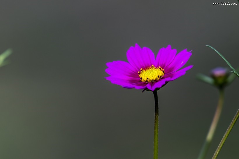 秋天的格桑花图片