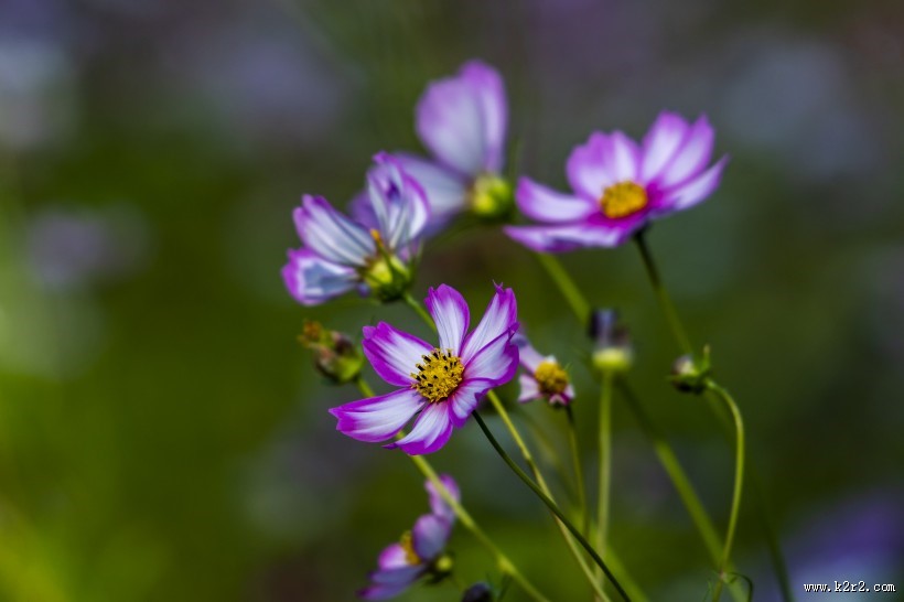秋天的格桑花图片