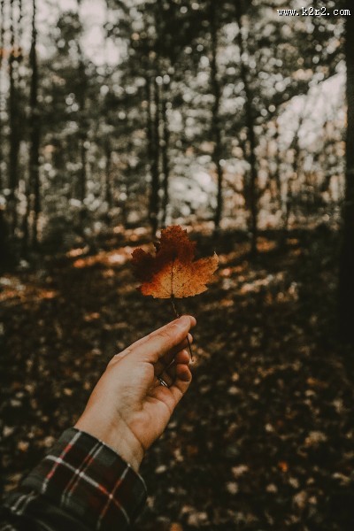 一片枫叶的图片