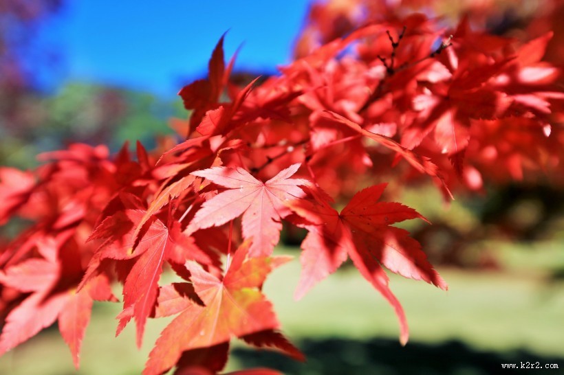 秋季火红枫叶图片