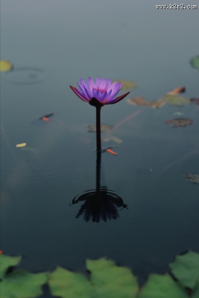 绽放的莲花图片