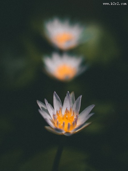 绽放的莲花图片