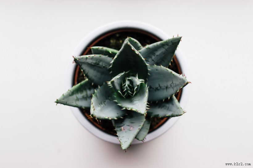 清新的小型植物盆栽图片