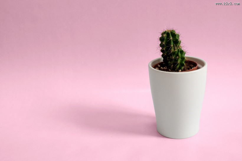 清新的小型植物盆栽图片