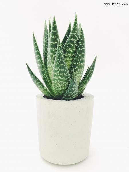 清新的小型植物盆栽图片