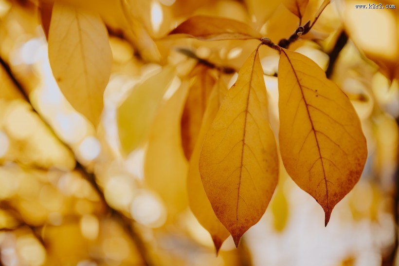 树枝上枯黄的树叶图片