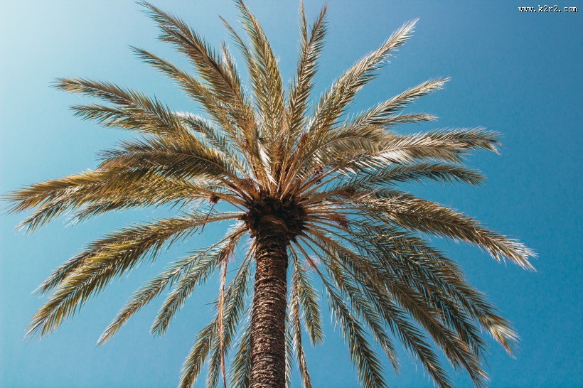 挺拔的椰子树图片