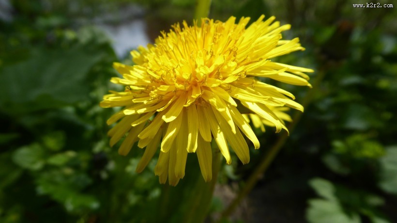 黄色的蒲公英图片