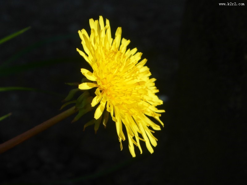 黄色的蒲公英图片