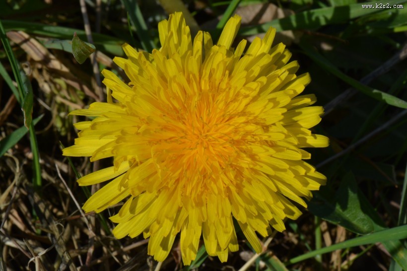 黄色的蒲公英图片