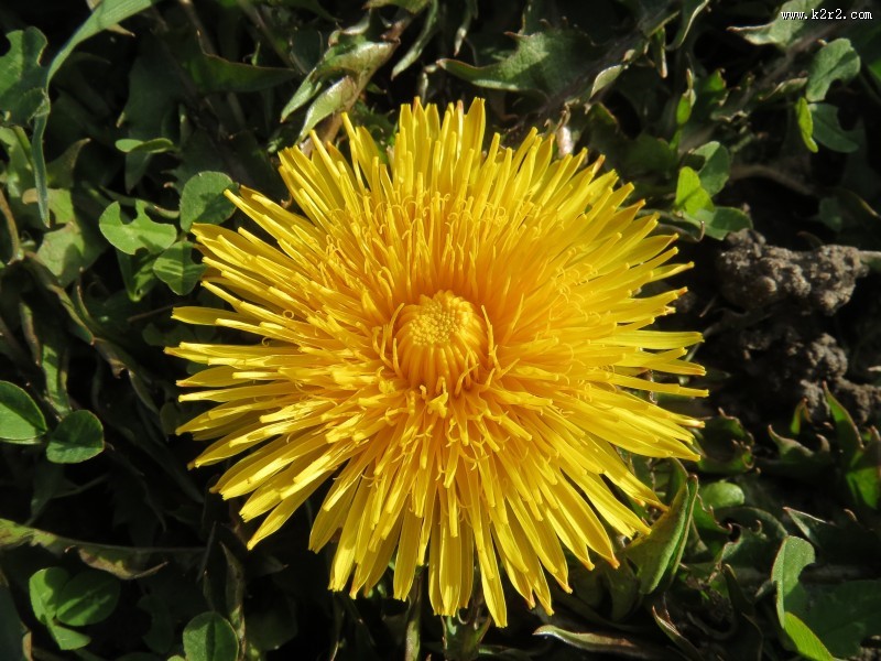 黄色的蒲公英图片