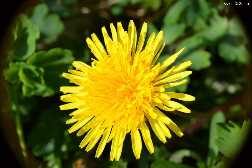 黄色的蒲公英图片