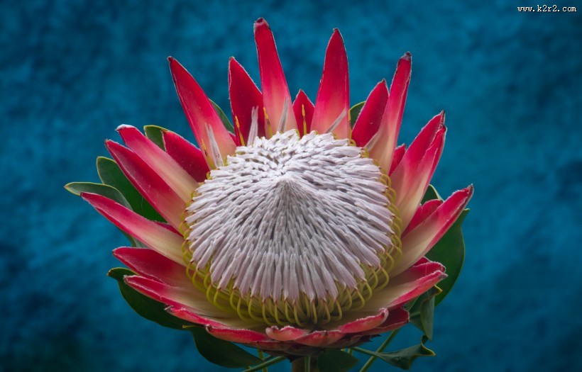 南非普罗梯亚木花图片