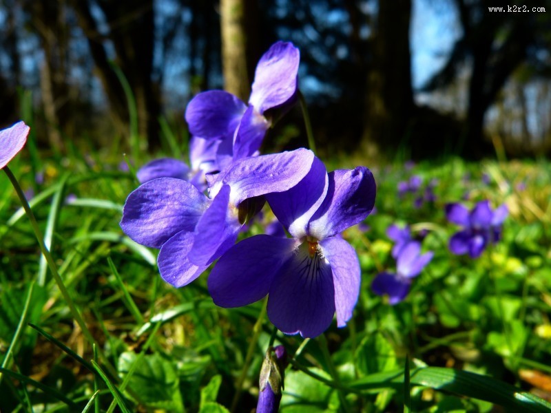 芬芳的紫罗兰图片
