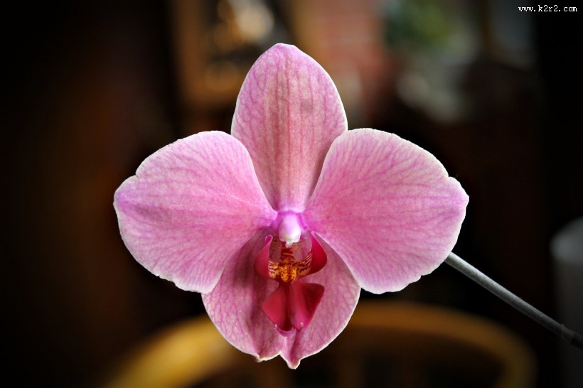 粉红色的蝴蝶兰图片大全