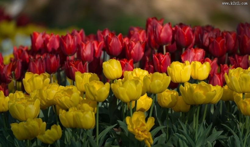 颜色各异的郁金香图片