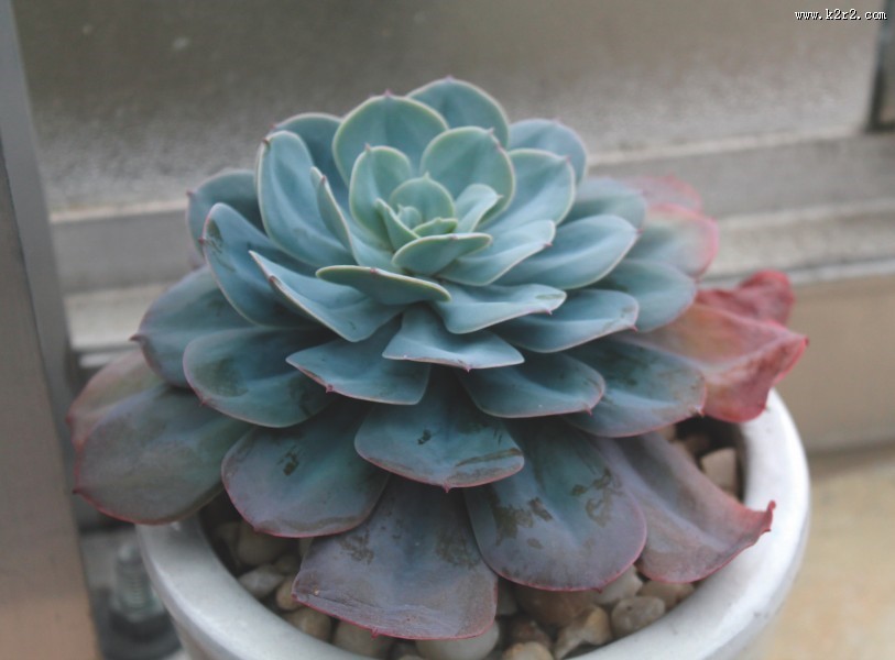 多肉植物特写图片