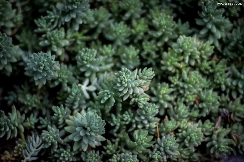 多肉植物特写图片