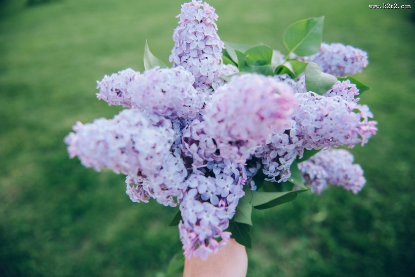 手捧鲜花的图片