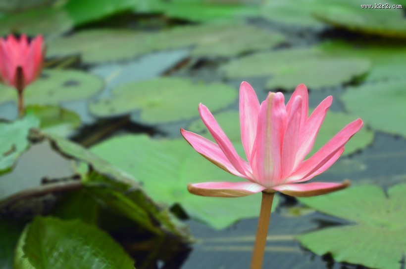 多姿多彩的睡莲图片大全