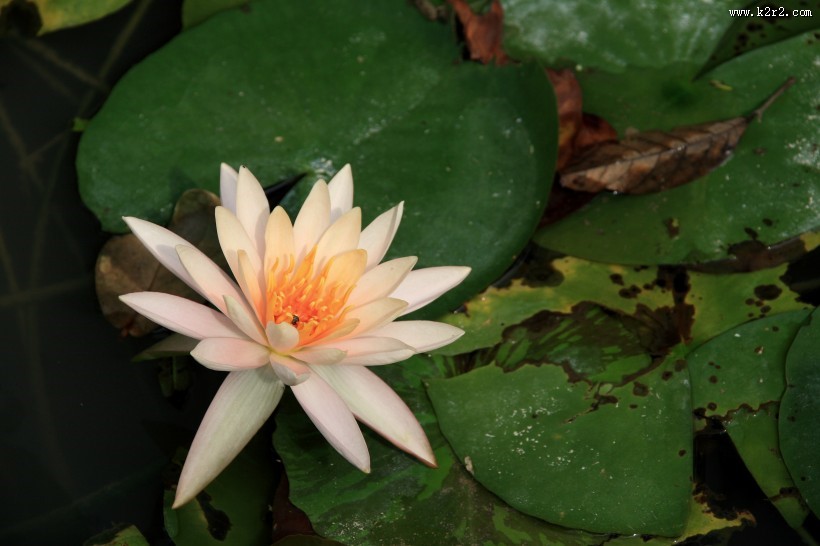 多姿多彩的睡莲图片大全