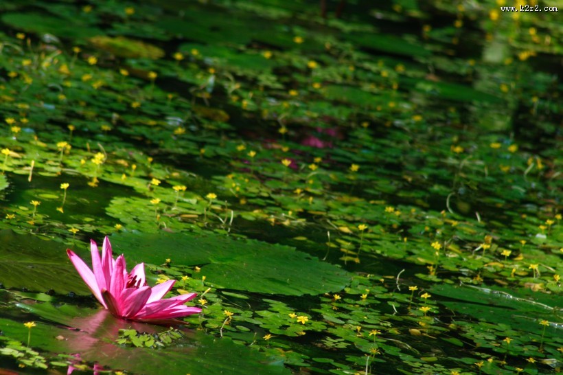 多姿多彩的睡莲图片大全