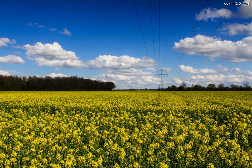 黄澄澄的油菜花田图片大全