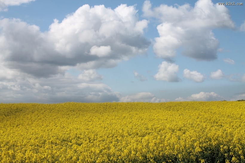 黄澄澄的油菜花田图片大全