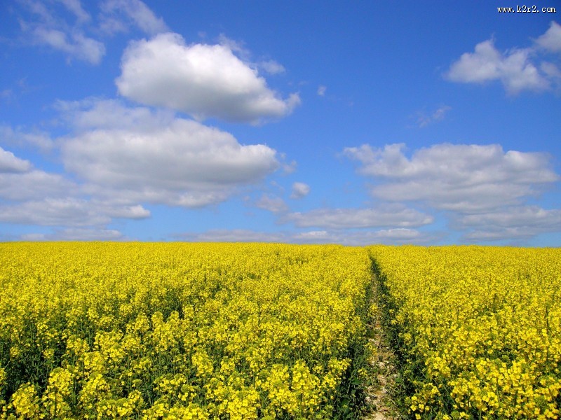 黄澄澄的油菜花田图片大全