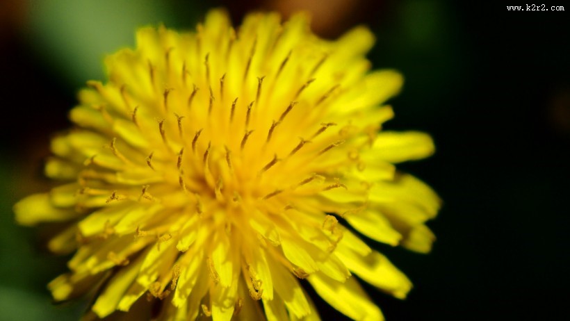 黄色的蒲公英图片