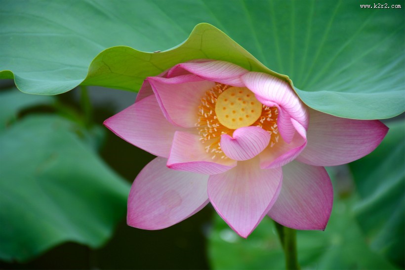 粉嫩娇媚的荷花图片