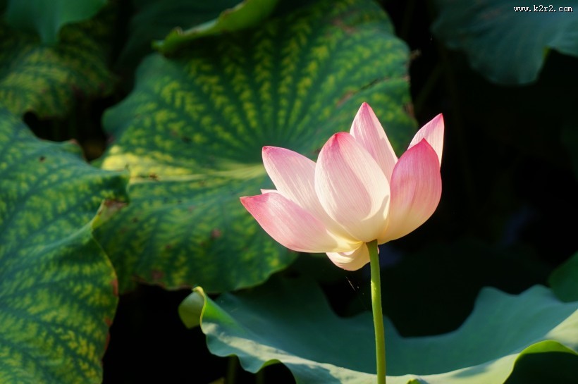 粉嫩娇媚的荷花图片