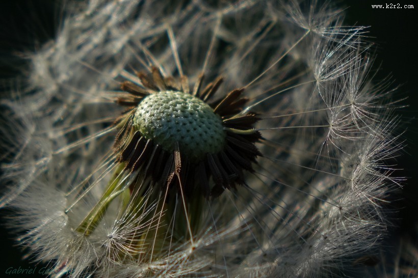 轻盈柔软的蒲公英图片