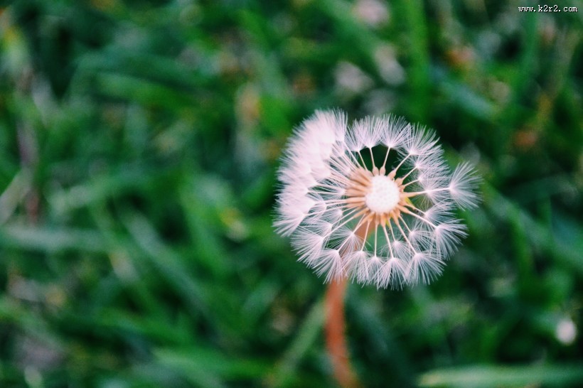 轻盈柔软的蒲公英图片