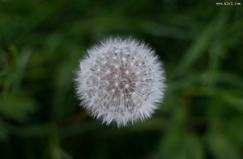 轻盈柔软的蒲公英图片