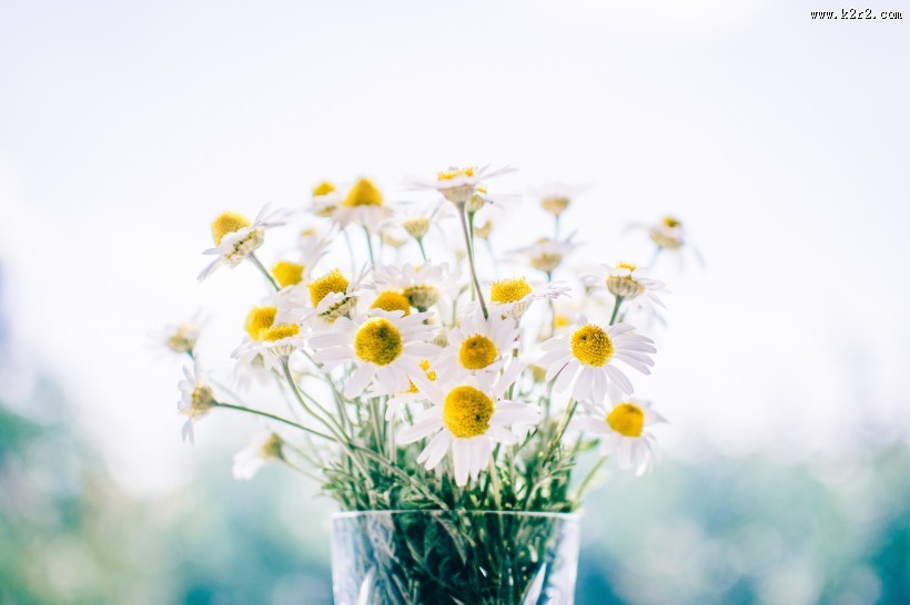 唯美洁白的小雏菊图片