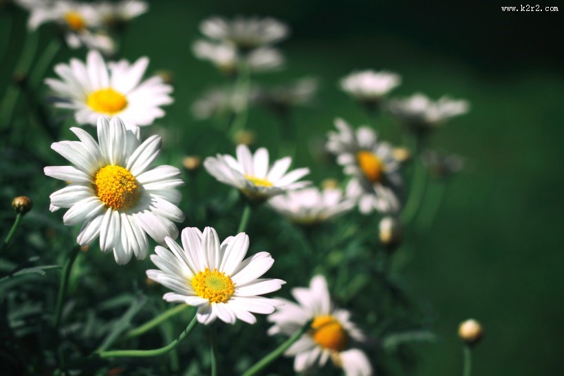 唯美洁白的小雏菊图片