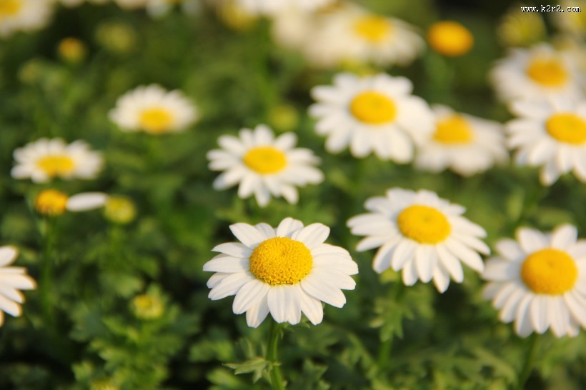 唯美洁白的小雏菊图片