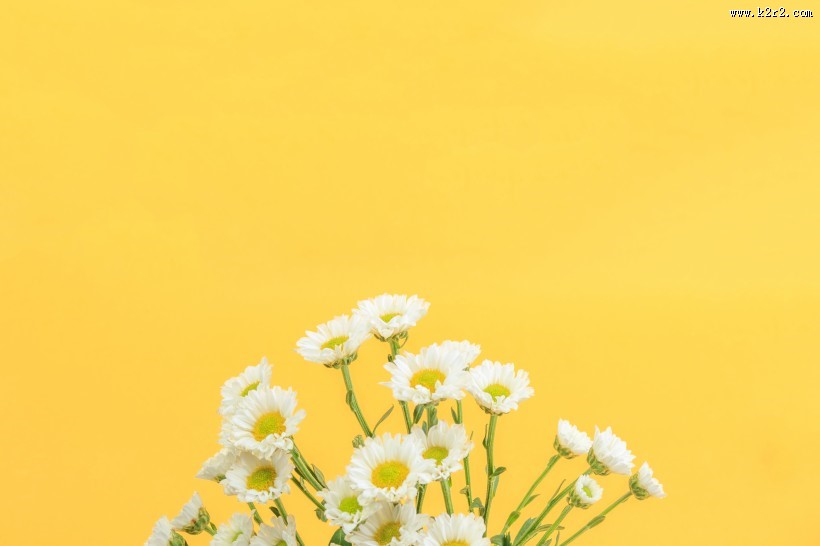 唯美洁白的小雏菊图片